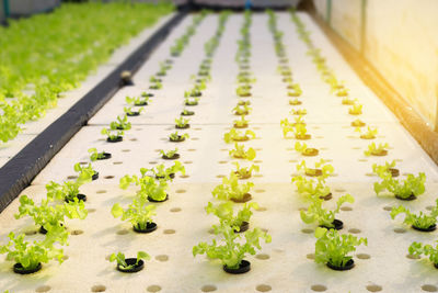 High angle view of plants in greenhouse