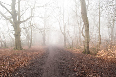 Trees in forest during autumn