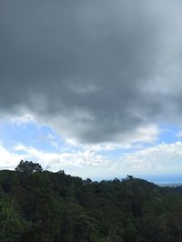 Low angle view of trees on mountain against sky