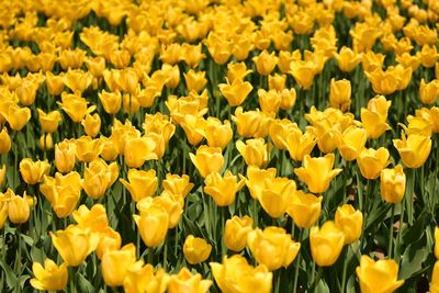 Full frame of yellow flowers blooming in field