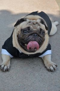 Portrait of dog sticking out tongue