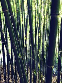Close-up of bamboo plants in forest