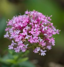 Close-up of flowers blooming outdoors