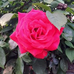 Close-up of pink rose