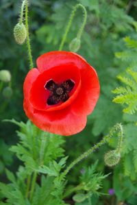 Close-up of red poppy flower