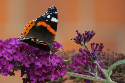 Close-up of butterfly pollinating on purple flower