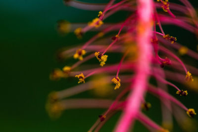 Close-up of pink flowering plant