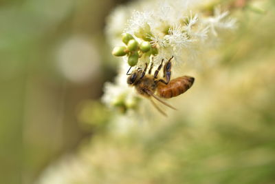 Close-up of honey bee on plant