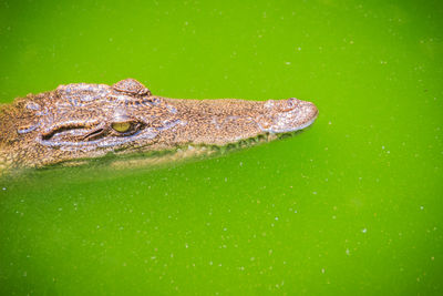 Close-up of a turtle in the lake