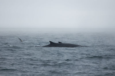 Whale swimming in sea