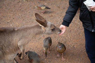 High angle view of man feeding kangaroo 