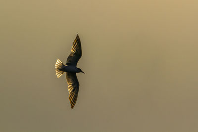 Low angle view of a bird flying