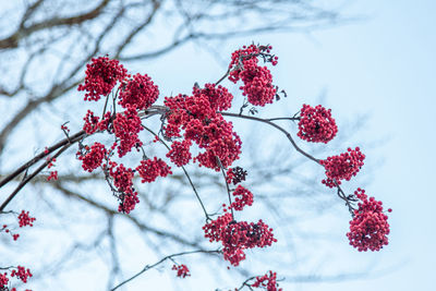 Low angle view of red berries on tree