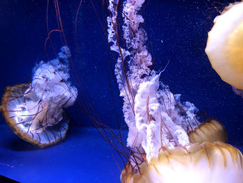 Close-up of jellyfish swimming 