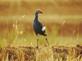 Bird perching on field