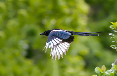 Close-up of bird flying against blurred background