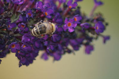 Close-up of purple flowers