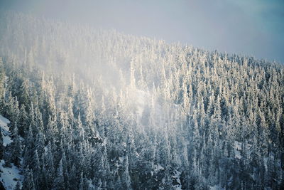 Scenic view of mountain covered with trees in winter