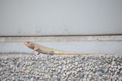 Close-up of lizard perching on wall