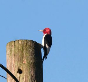 Low angle view of bird perching on wooden post