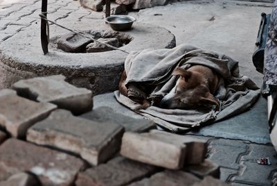 Dog sleeping on sidewalk