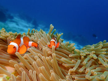 Fish swimming in sea