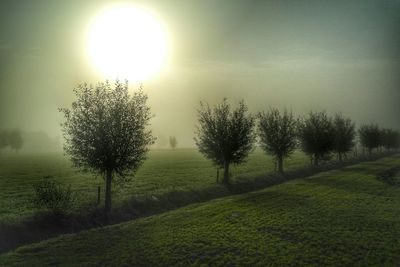 Scenic view of grassy field against sky