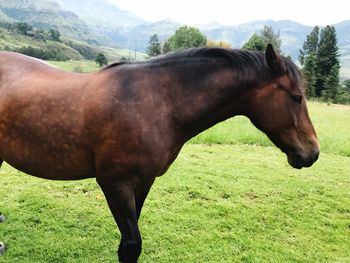 Side view of horse on field