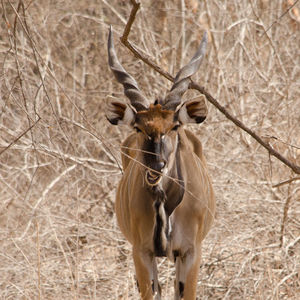 View of goat on field