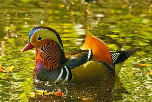 bird, animal themes, animals in the wild, wildlife, one animal, water, lake, duck, nature, orange color, focus on foreground, close-up, beauty in nature, beak, outdoors, no people, day, two animals, reflection, side view