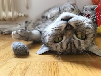 Close-up of a cat lying on floor at home