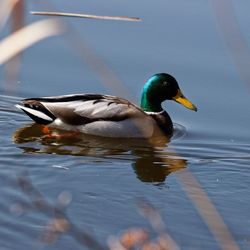 Bird in water