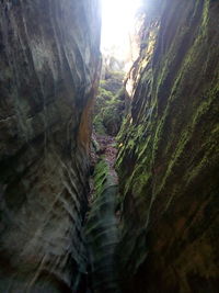 Panoramic view of rock formation amidst trees in forest