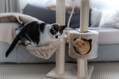 Portrait of cat relaxing at home