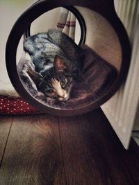 High angle view of cat on table