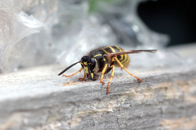 Close-up of insect on rock