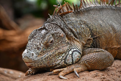 Close-up of lizard on rock