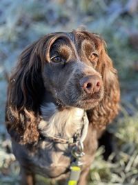 Close-up portrait of dog