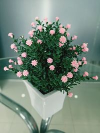 Close-up of small potted plant