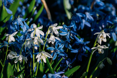 Close-up of purple flowering plants