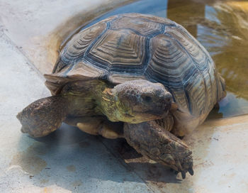 High angle view of tortoise