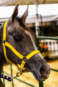 Close-up of a horse