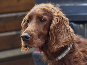 Close-up of dog looking away