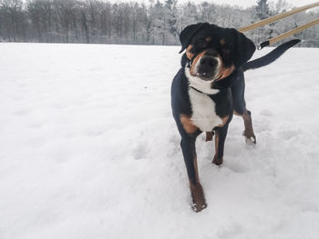 Portrait of dog on snow field