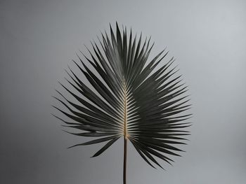 Low angle view of palm tree against sky