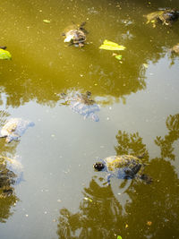 High angle view of fish swimming in lake