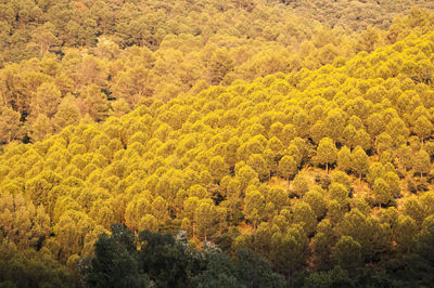 High angle view of yellow flowering trees in forest