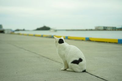 A cat living in tottori port taken with old lens, jupiter8
