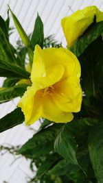 Close-up of yellow flower