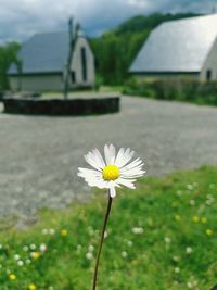 Close-up of white flower blooming outdoors